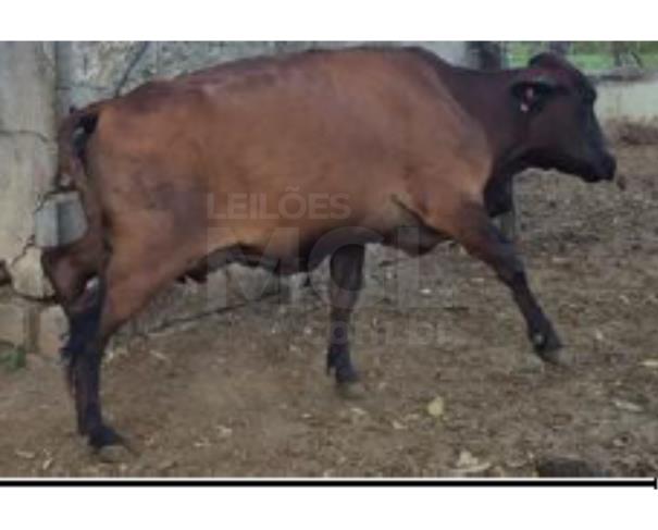 Foto de JAPARAÍBA/MG - 16 vacas leiteiras