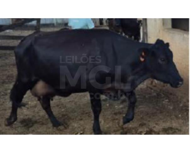 Foto de JAPARAÍBA/MG - 16 vacas leiteiras