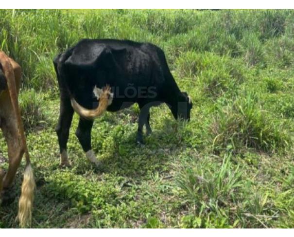 Foto de POTÉ/MG - Duas vacas mestiças, pesando em média 15 arrobas
