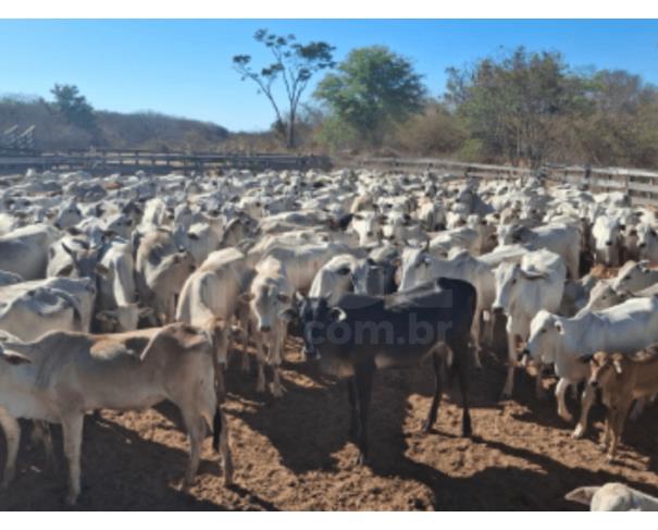 Manga/mg - 338 novilhos, raça mestiça nelore - 12 a 24 meses gado em leilão | mgl leilões