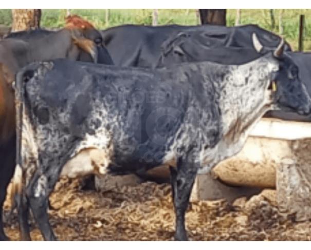 Foto de JAPARAÍBA/MG - Vaca com pelagem malhada de preto/branco/cinza, porte médio, com chifres