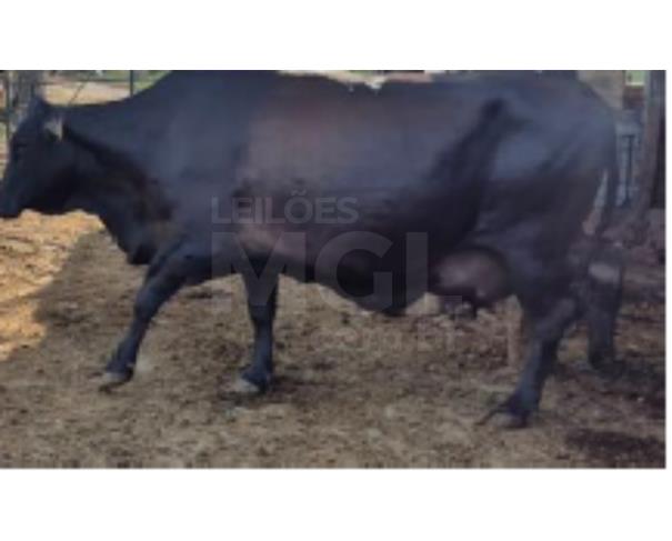 Foto de JAPARAÍBA/MG - 16 vacas leiteiras