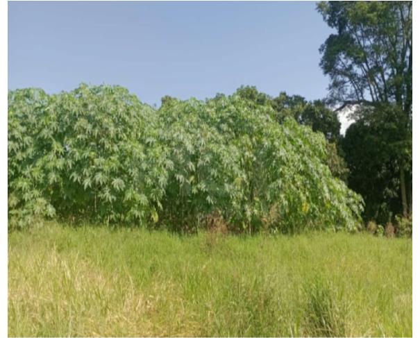 Foto de GUIMARÂNIA/MG – Lote de terreno a área de 281,95m², situado no Bairro Jardim Paraíso