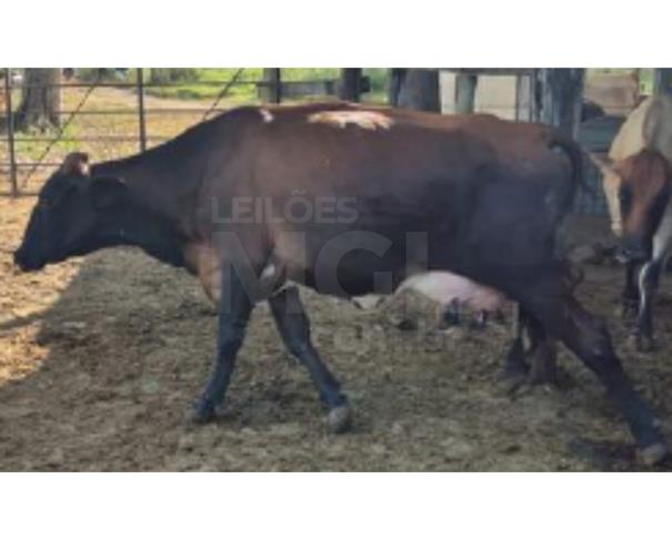 Foto de JAPARAÍBA/MG - 16 vacas leiteiras