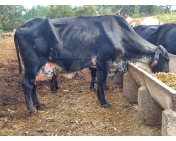 Foto de JAPARAÍBA/MG - Vaca preta e bezerro ao pé