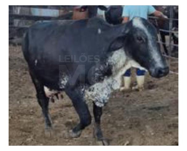 Foto de JAPARAÍBA/MG - 16 vacas leiteiras