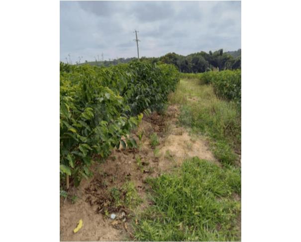 Foto de CAMBUQUIRA/MG – Imóvel rural com 8 hectares, contendo lavoura de café, denominado Serra do Angatu