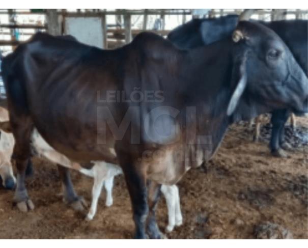 Foto de JAPARAÍBA/MG -  Vaca, de porte médio a grande, pelagem predominantemente preta. 