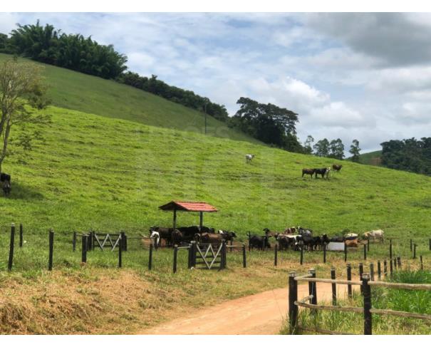 Foto de BOM JESUS DO GALHO/MG – Sítio com a área de 41,88,78ha², denominado Ribeirão do Galho