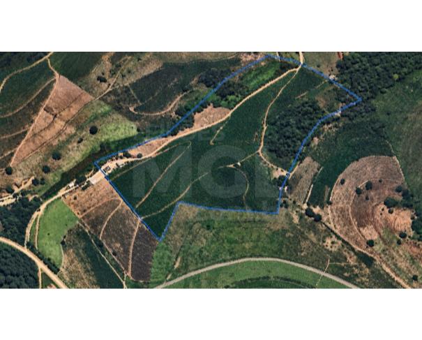 Foto de DIVINO/MG – Fazenda cafeeira com a área de 10,84,25ha, denominada Fazenda Bom Destino