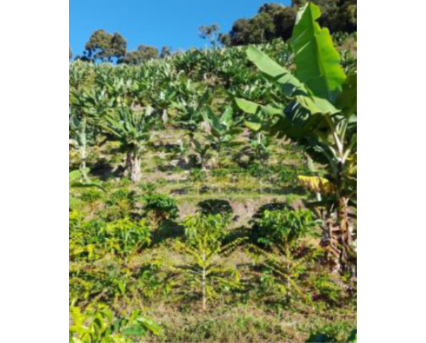 Foto de SÃO JOSÉ DO ALEGRE/MG — Terreno rural com 8.82.49 hectares no Bairro Mamono