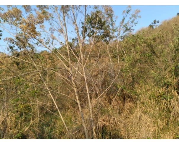 Foto de CARMO DE MINAS/MG — Terreno rural com área de 6.00.00 hectares (60.000m²)