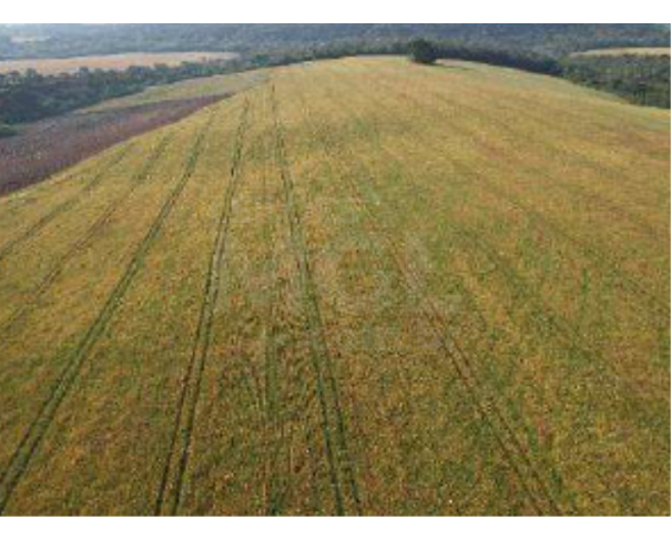 Foto de IVAÍ/PR — Terreno rural com 1.003.046,00m² no Faxinal do Cocho ou Faxinal da Forquilha