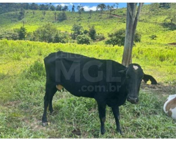 Foto de POTÉ/MG - Duas vacas mestiças, pesando em média 15 arrobas