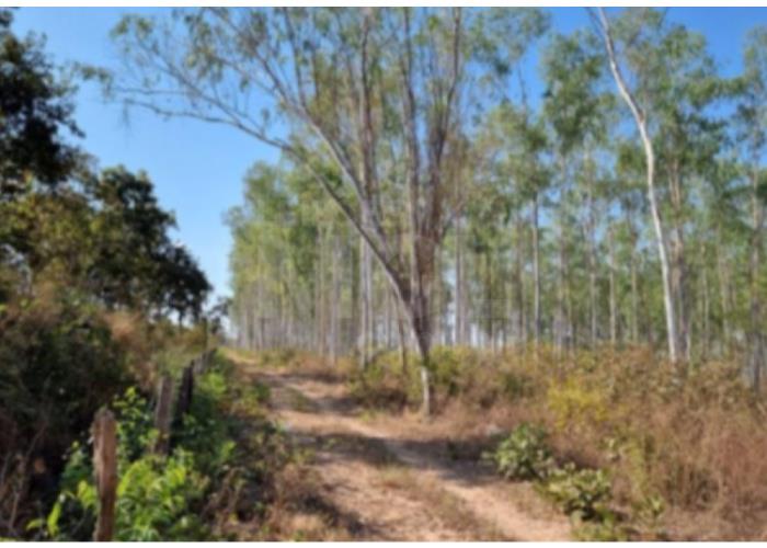 Imagem do imóvel VÁRZEA GRANDE/MT — Terreno com 56.97.10 hectares (antiga cerâmica) com plantação de eucalipto IMÓVEIS | MG | MA | SP | GO | MS | MT