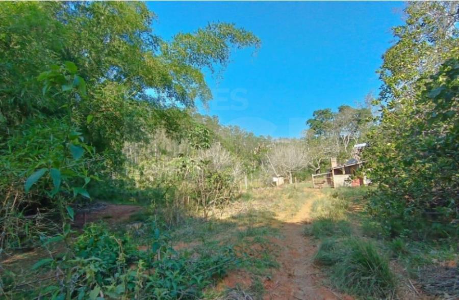 CATAGUASES/MG — Terreno Rural com 296.69.17 hectares e plantação de eucalipto na Fazenda Bom Destino IMÓVEIS | MG | SP | MA | GO, localizado em Cataguases - MG