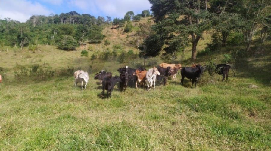 Imagem do imóvel RIO VERMELHO/MG TERRENO COM ÁREA DE 07,86 HA LEILÃO EXTRAJUDICIAL DE IMÓVEIS