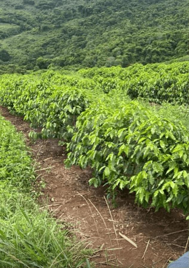 Imagem do imóvel CAMBUQUIRA/MG – Imóvel rural com 8 hectares, contendo lavoura de café, denominado Serra do Angatu LEILÃO DE IMÓVEIS EXTRAJUDICIAL