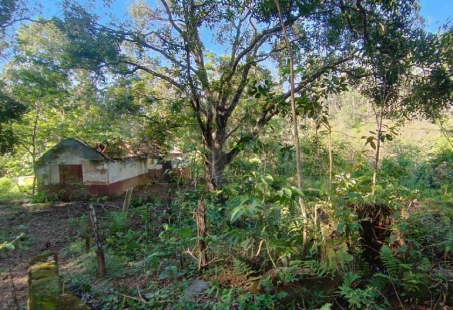 CATAGUASES/MG — Terreno Rural com 296.69.17 hectares e plantação de eucalipto na Fazenda Bom Destino IMÓVEIS | MG | SP | MA | GO, localizado em Cataguases - MG