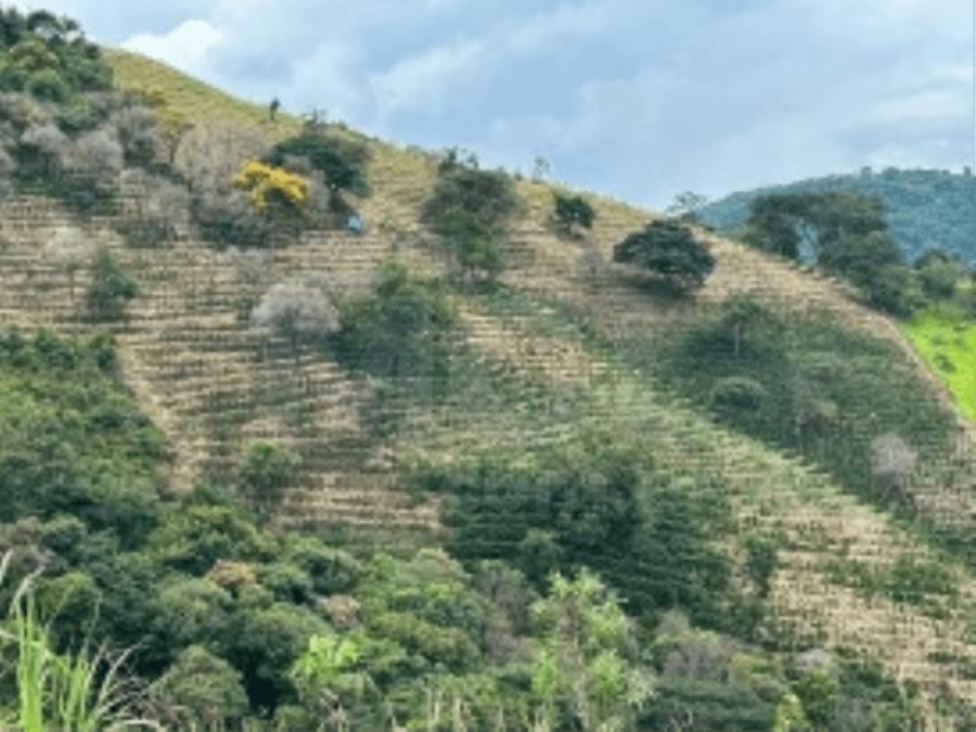 Imagem do imóvel JACUTINGA/MG IMÓVEL RURAL SITUADO NO BAIRRO BOCAIÚVA COM ÁREA DE 7,5405HA LEILÃO EXTRAJUDICIAL DE IMÓVEIS