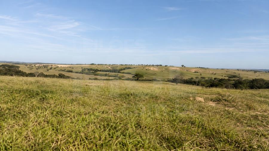LUZ/MG – Fazenda Noruega com a área de 45,84,05ha no distrito de Esteios IMÓVEIS PARA INVESTIMENTO | MG, localizado em Luz - MG