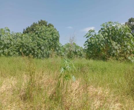GUIMARÂNIA/MG – Lote de terreno a área de 263,99m², situado no Bairro Jardim Paraíso