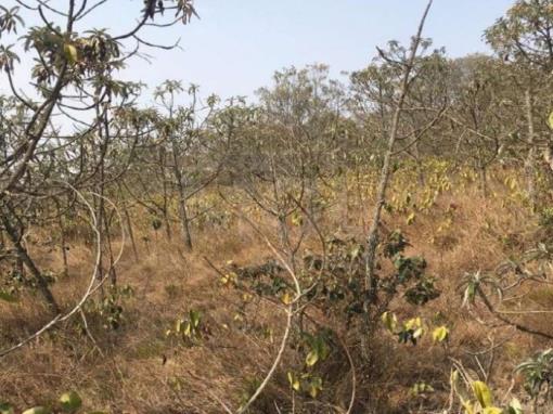 SÃO THOMÉ DAS LETRAS/MG — Terreno Rural com 20,83,00 hectares na "Serra do Pião"