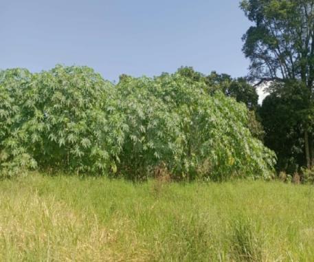 GUIMARÂNIA/MG – Lote de terreno a área de 281,95m², situado no Bairro Jardim Paraíso